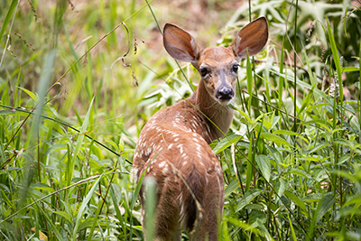 A young deer, still spotted, looks over its shoulders at the camera