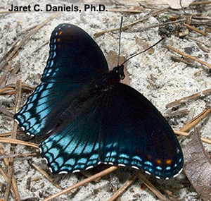 A black and blue butterfly on sand