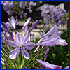 A cluster of small lavender trumpet shaped flowers at the top of an agapanthus stalk