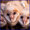 Three faces of fuzzy white baby owls
