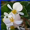 White begonia flowers with yellow centers