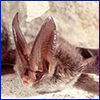 A small furry brown bat with comically large ears