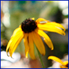 Black-eyed Susan flower with bright yellow daisylike petals and a dark brown center