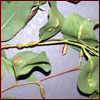 Galls on plant from blue gum chalcid