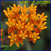 Bright orange cluster of tiny butterflyweed flowers