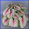 A caladium plant with greenish-white leaves with hot pink veins.