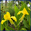 Two yellow canna flowers