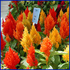 Spikes of orange and red celosia flowers