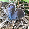 A very small blue butterfly resting on hay