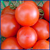 Several round red cherry tomatoes in a small green basket