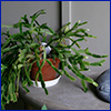 Potted and not yet blooming Christmas cactus