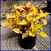 Yellow and red leafed coleus in black pot