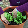 Hands planting baby lettuce in container