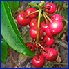A cluster of bright red coral ardisia berries