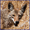 The face of coyote looking directly at the camera. USDA photo by Lance Cheung