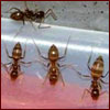 Caribbean crazy ants
