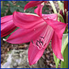 Hot pink trumpet shaped crinum flower