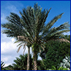 Very tall date palm against a blue sky