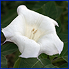 datura white flower