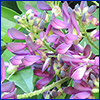 purple evergreen wisteria flowers