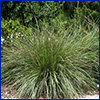 A large clump of ornamental Fakahatchee grass