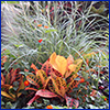 Orange croton plant backed by feathery ornamental grass