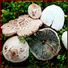 several examples of false parasol mushrooms