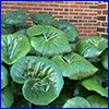 Huge shiny green leaves that resemble lily pads of a farfugium plant