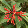 Red firebush flower