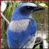 Native Florida scrub jay bird