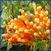 Orange flame vine flowers