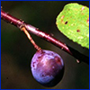 Small dark purple fruit of a flatwoods plum tree