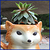 Succulent plant growing in a mug shaped like a fox