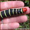 Frangipani hornworm