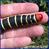 A very large black caterpillar with yellow strips in the palm of a hand