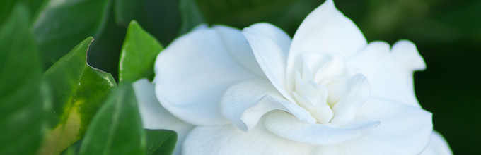 Close view of white gardenia flower and a few of its dark green leaves