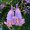 Two purple trumpet shaped flowers dangling