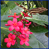 Red flowers of jatropha with a black and yellow butterfly