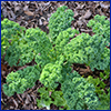 Curly leafed kale plant in the ground