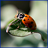 Ladybug with red shell and black spots
