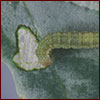 Diamondback moth larva feeding on leaf