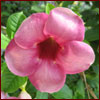 mandevilla flower
