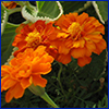 Deep orange marigolds
