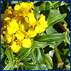 Yellow flowers and narrow green leaves of Mexican tarragon
