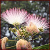 Flowers of the mimosa tree