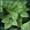 slightly fuzzy triangular leaves of the mint plant
