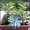 Different succulent plants in a clay pot