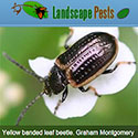 yellow banded leaf beetle