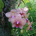 Pink moth orchid