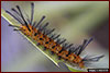 oleander caterpillar